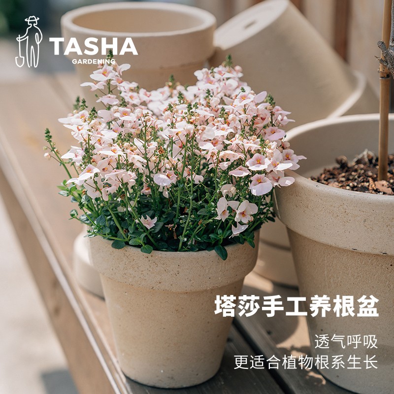 塔莎朱顶红[手工白陶养根盆]花盆粗陶极简陶土大口径客厅家用植物