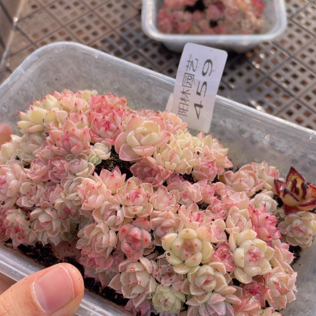 多肉植物多肉植物459