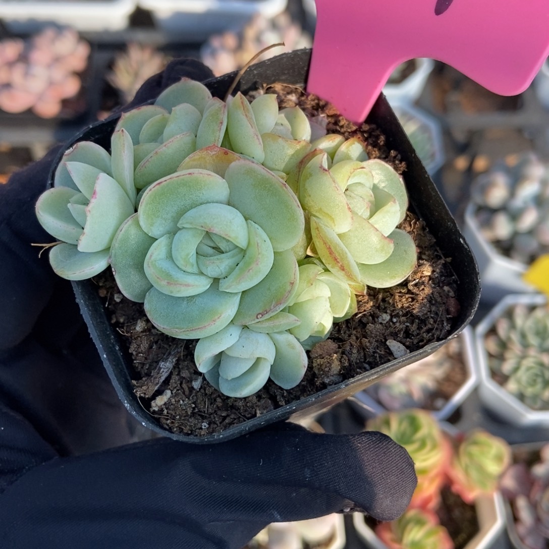 804胖虎珍妮多肉植物