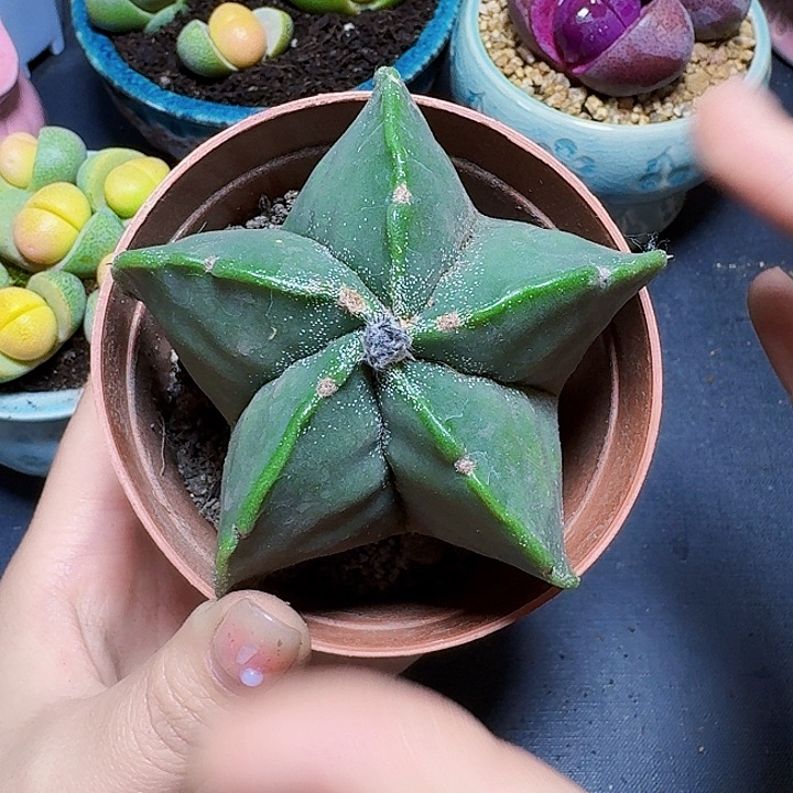 大号五角星裸根一颗