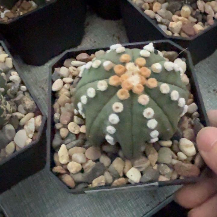 兜星球仙人球882号