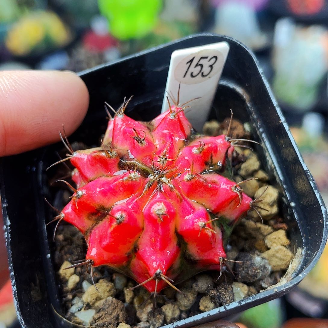 非偏远地区满25包邮仙人球