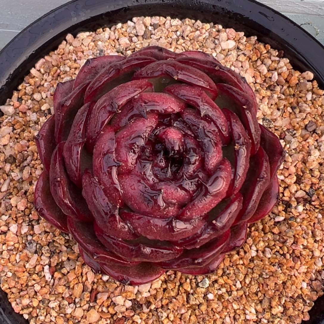 多肉一物一拍0208-血月