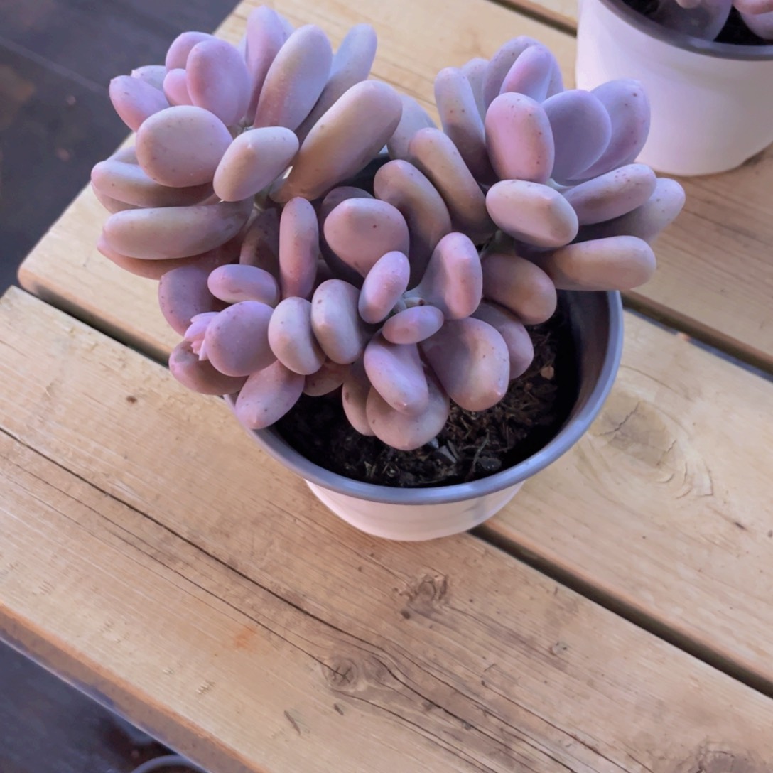 大叶奶多肉美美美美美