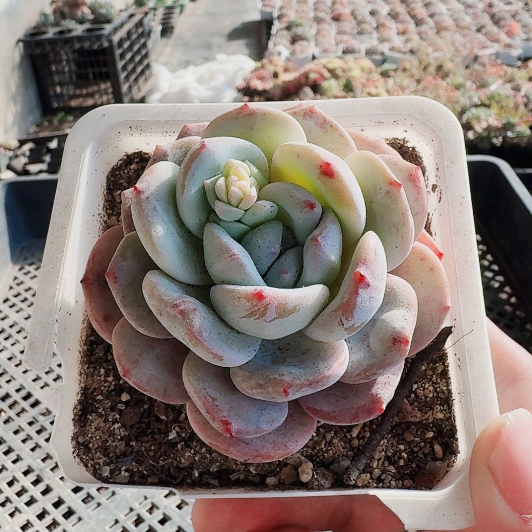 满20包邮零下拍保温箱