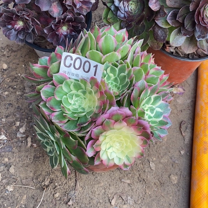 人***。001 海王。          