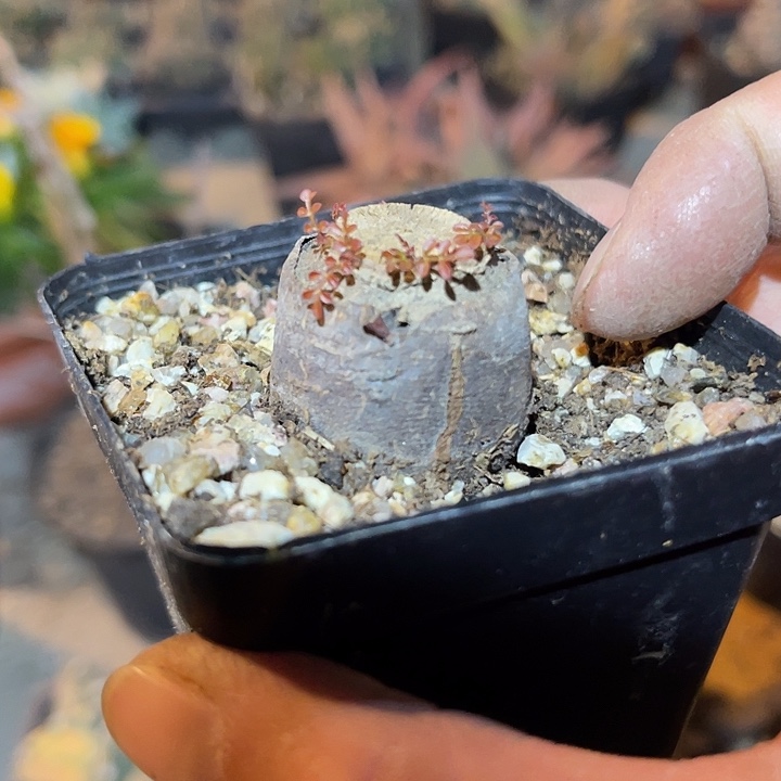 满38包邮2天凑单，脱土晾根发货多肉植物无根 象足漆