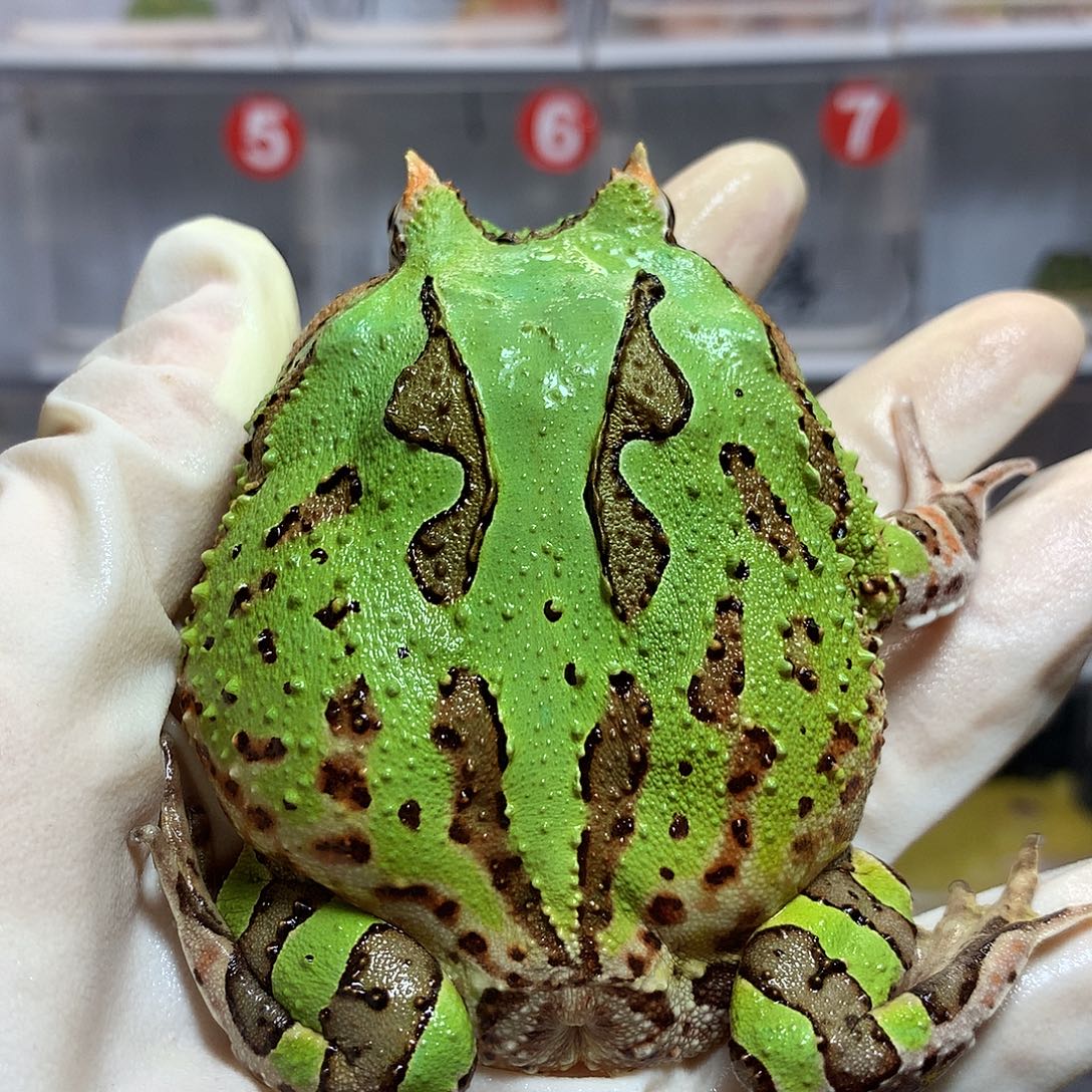 ****⁹角蛙2994 大蝴蝶角蛙