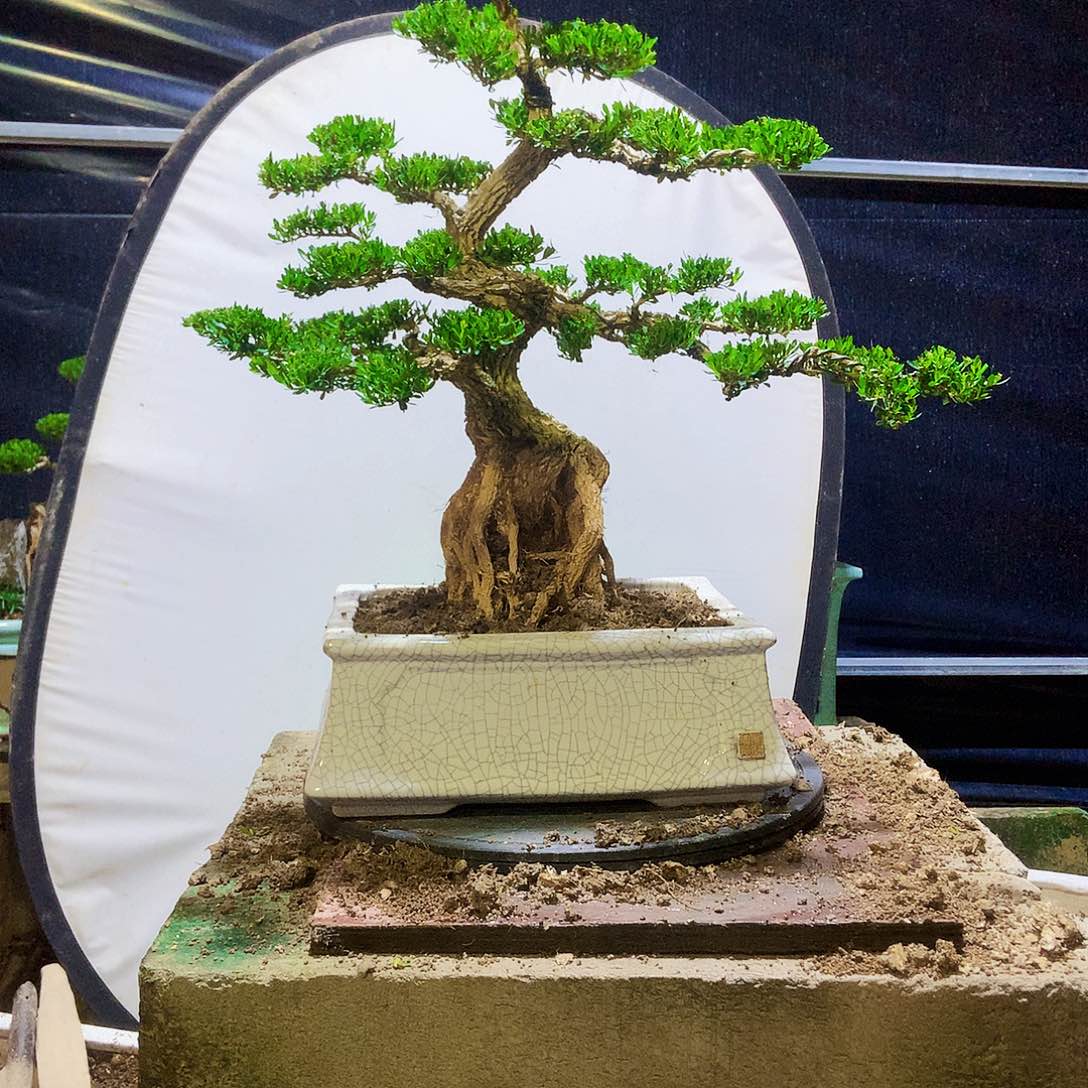 无花朵黄杨黄杨黄杨黄杨