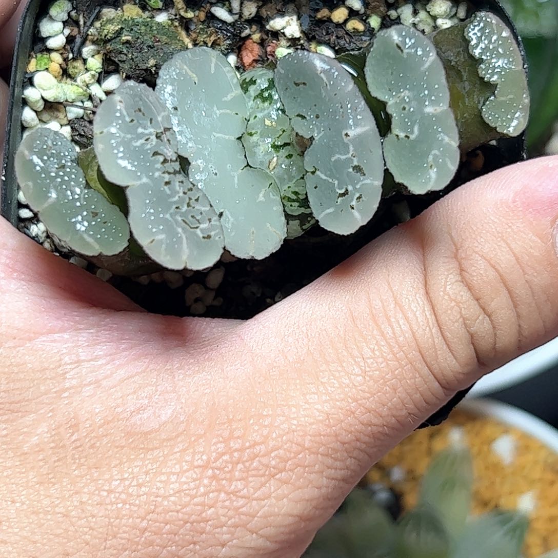 碧空十二卷十二卷