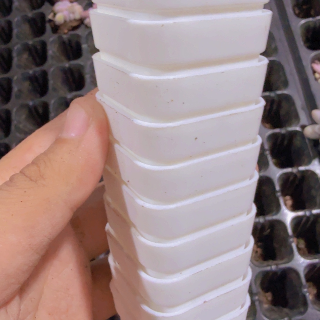 四厘米小白盆30个福利