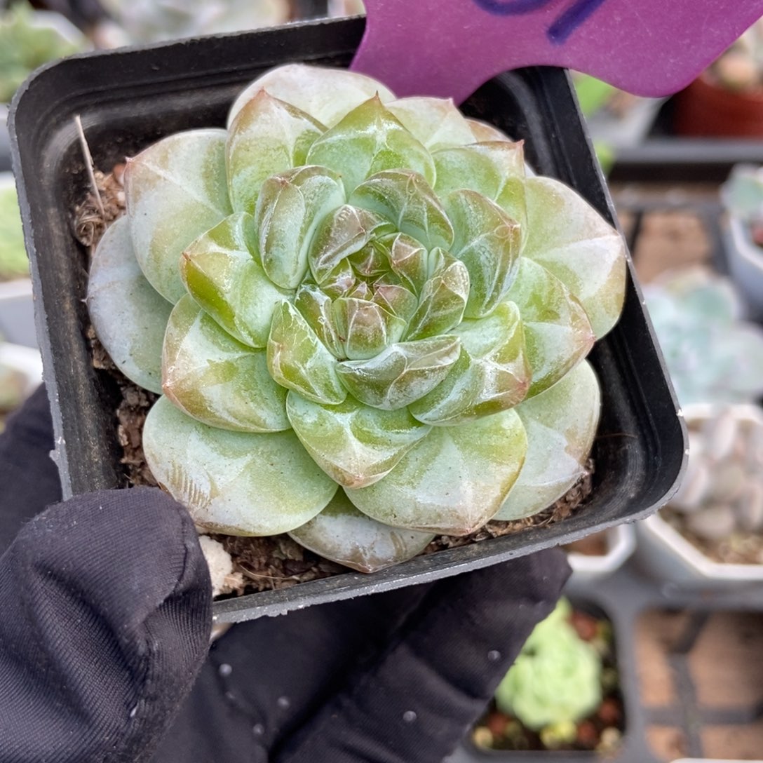 1981冰魄多肉植物