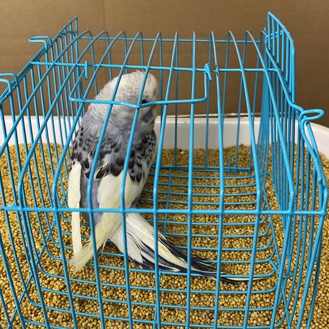 虎皮鹦鹉大头虎皮