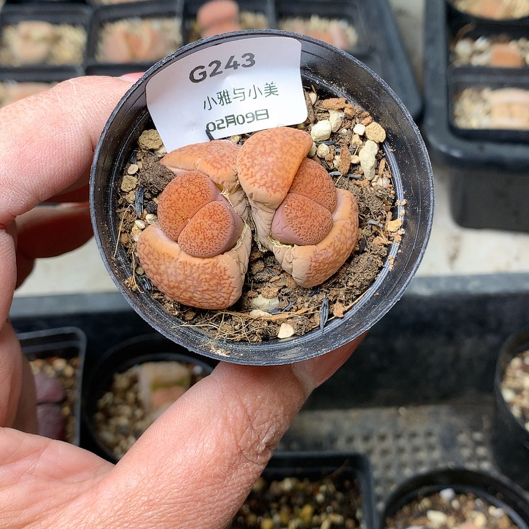 G243多肉植物保护研究所