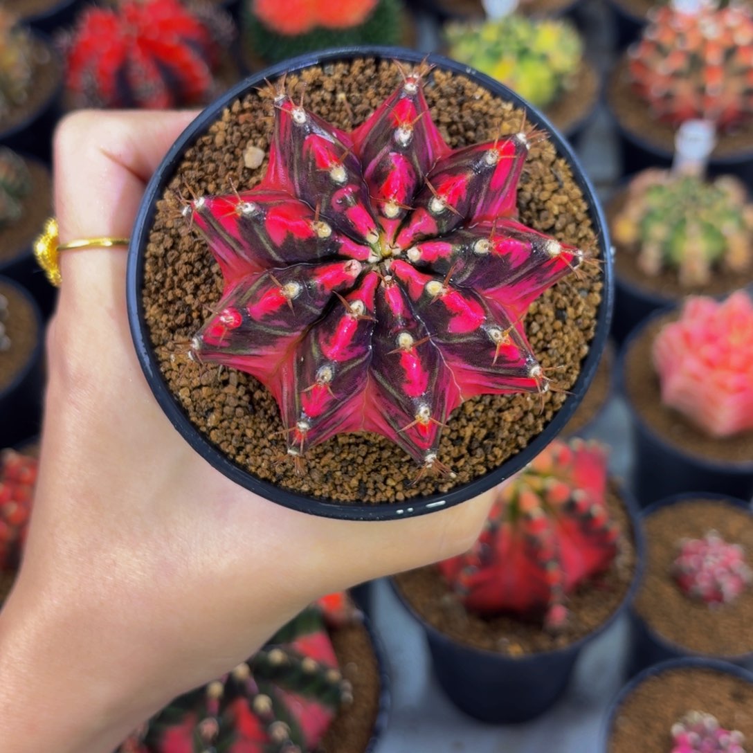 暗黑红玫瑰000000000000101