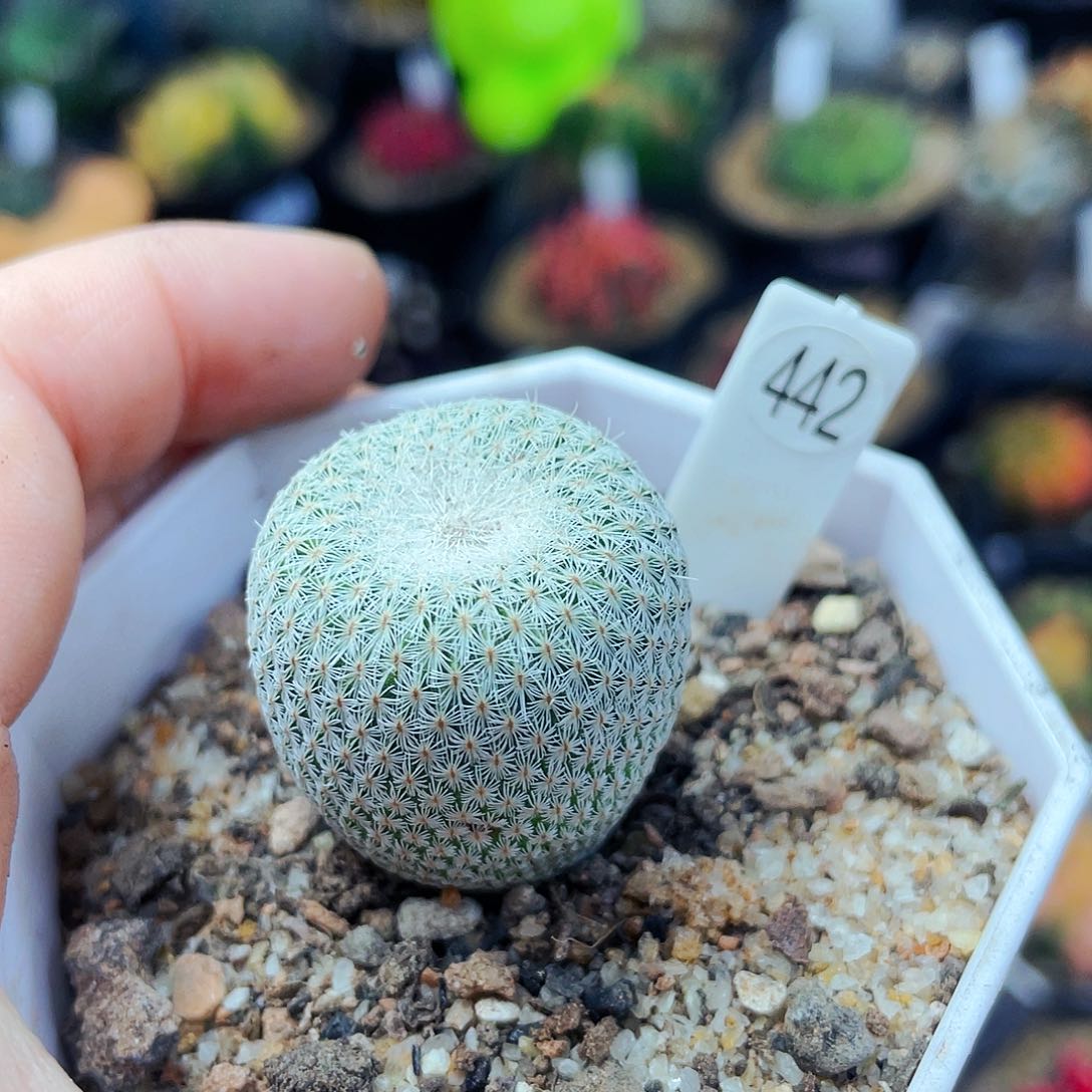 月世界非偏远地区满25包邮仙人球