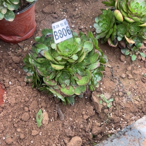 806万拉丝不包断枝