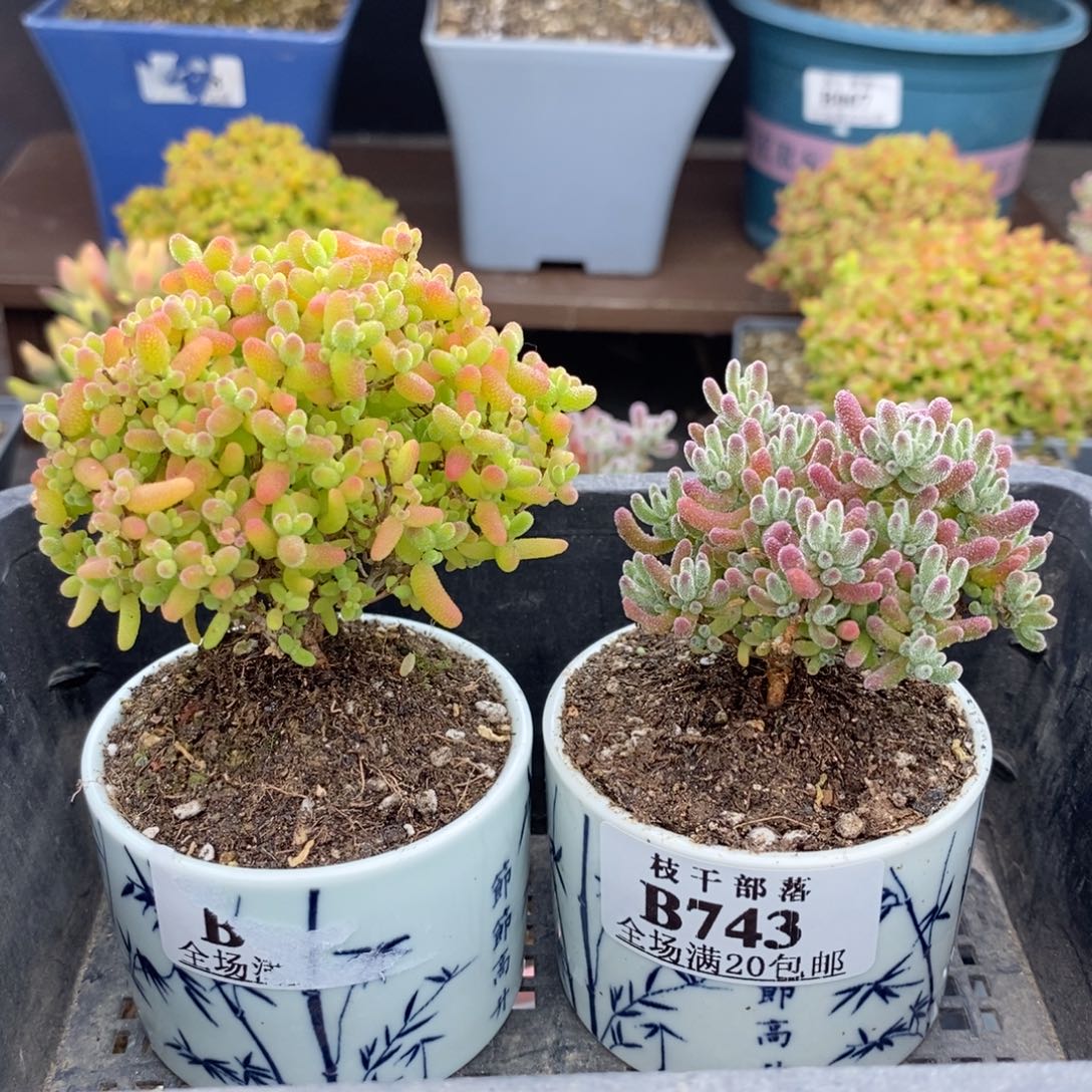 华***女743蜜橘+冰紫 。        