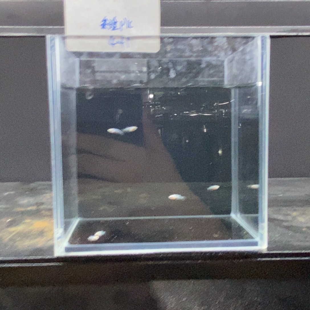 斗鱼包活不包损所见即所得183