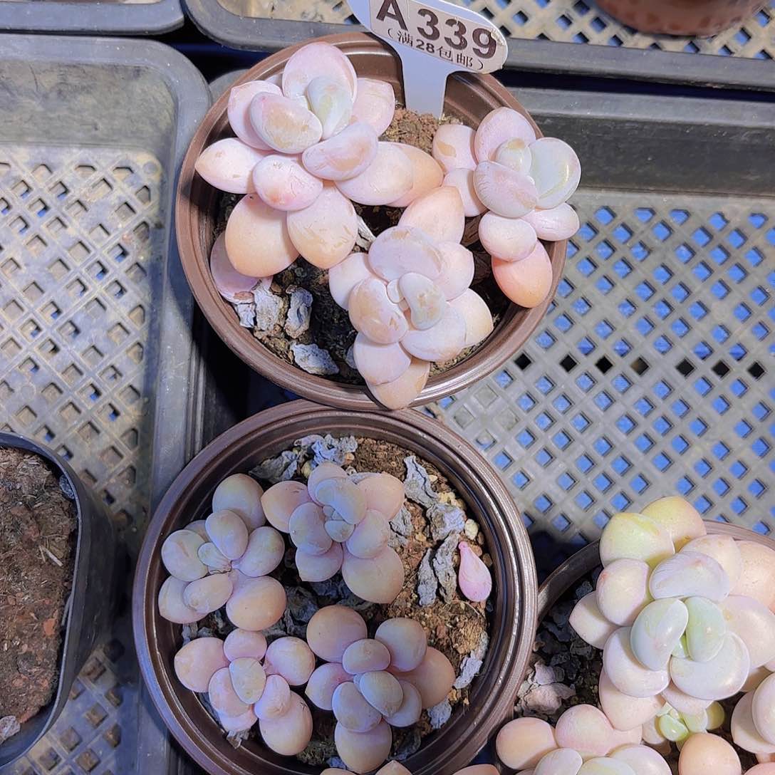 A339香水洛神一物一拍