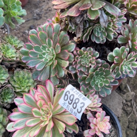 月***酒6983组合多肉植物法师