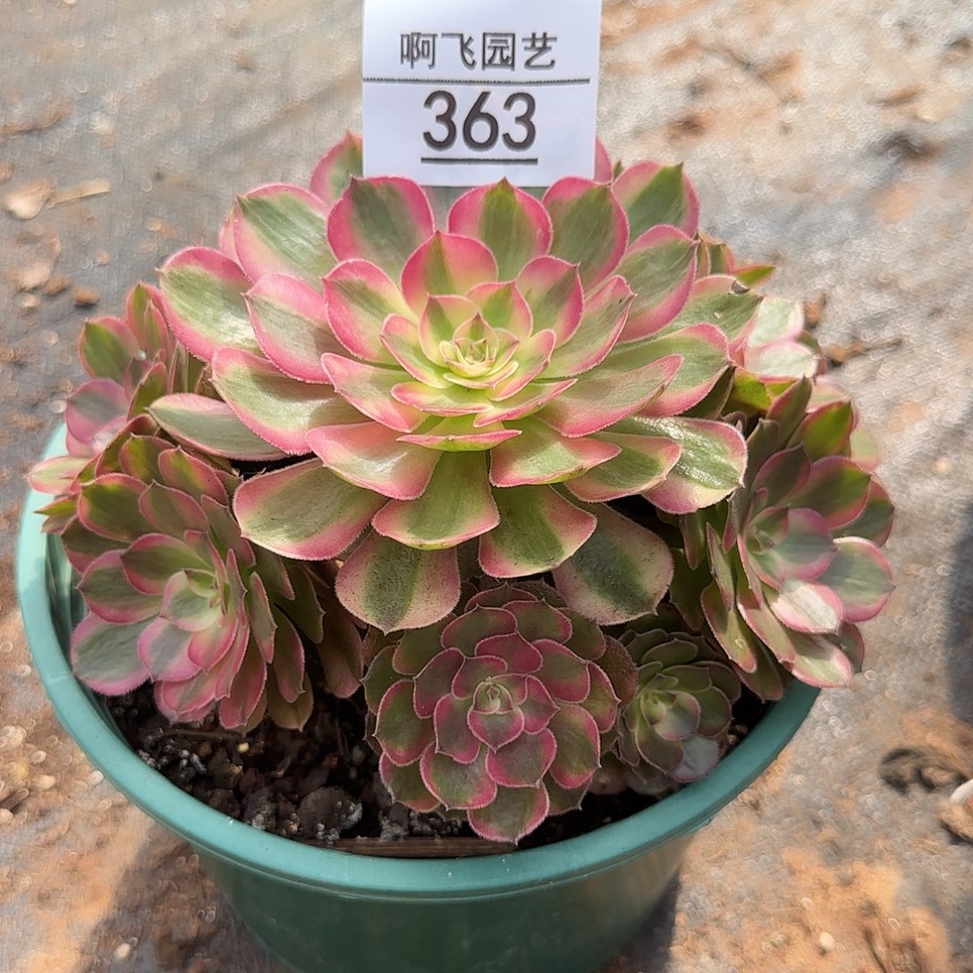 363多肉 荔枝捧花法师