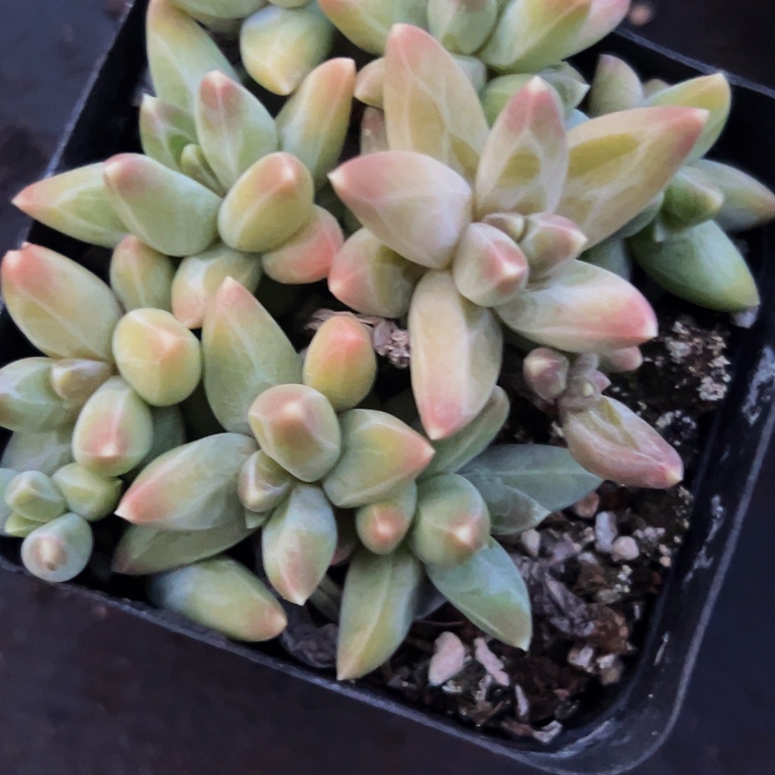 1颗美人系列多肉植物
