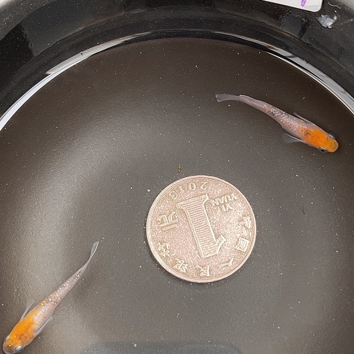 青鳉鱼丹顶醒狮2条5号