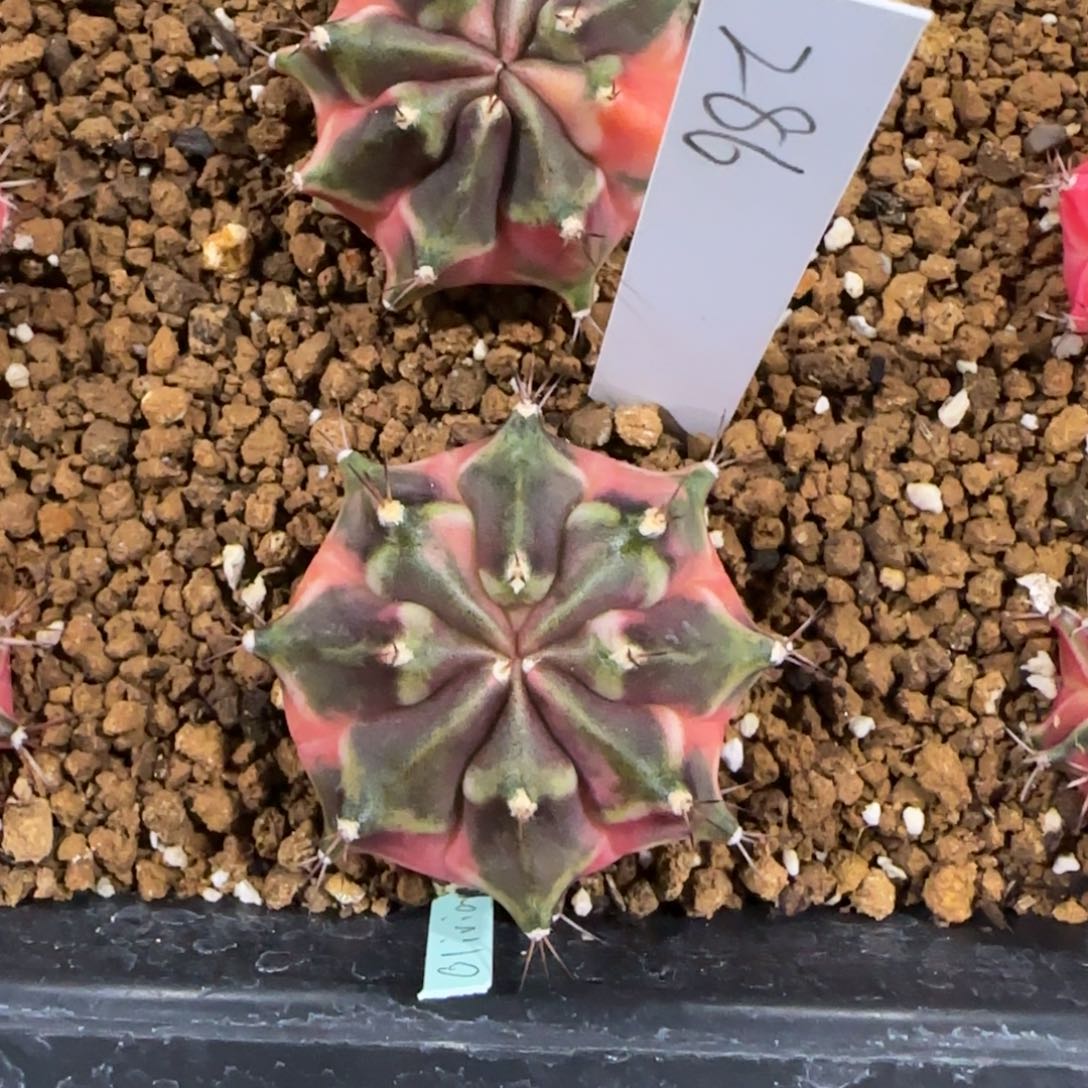 泰国米哈286-0113