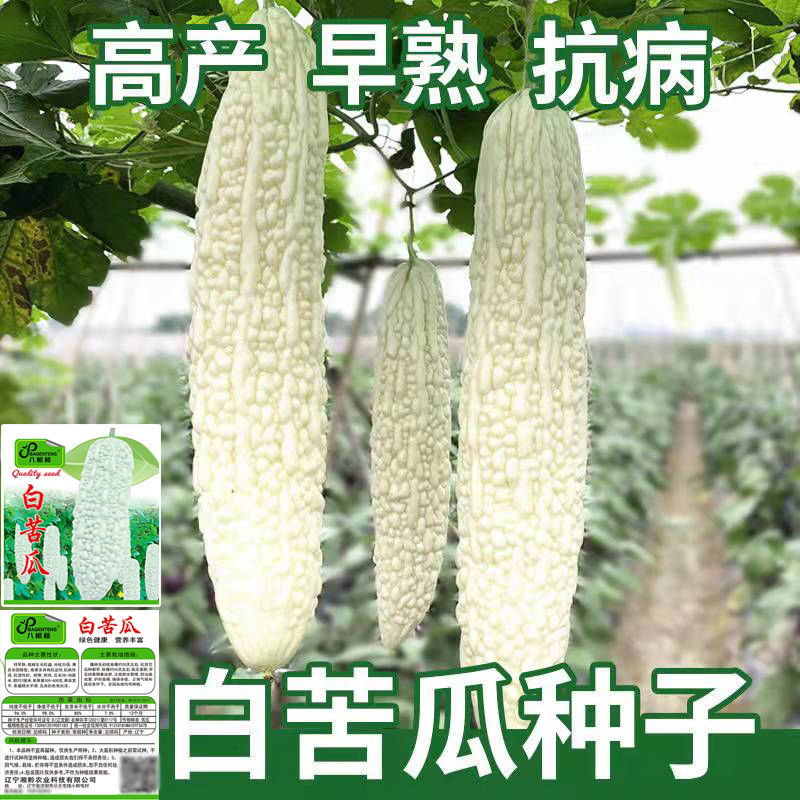 【全店6包包邮】四季长白苦瓜种子超大型品种抗病耐热春阳台庭院