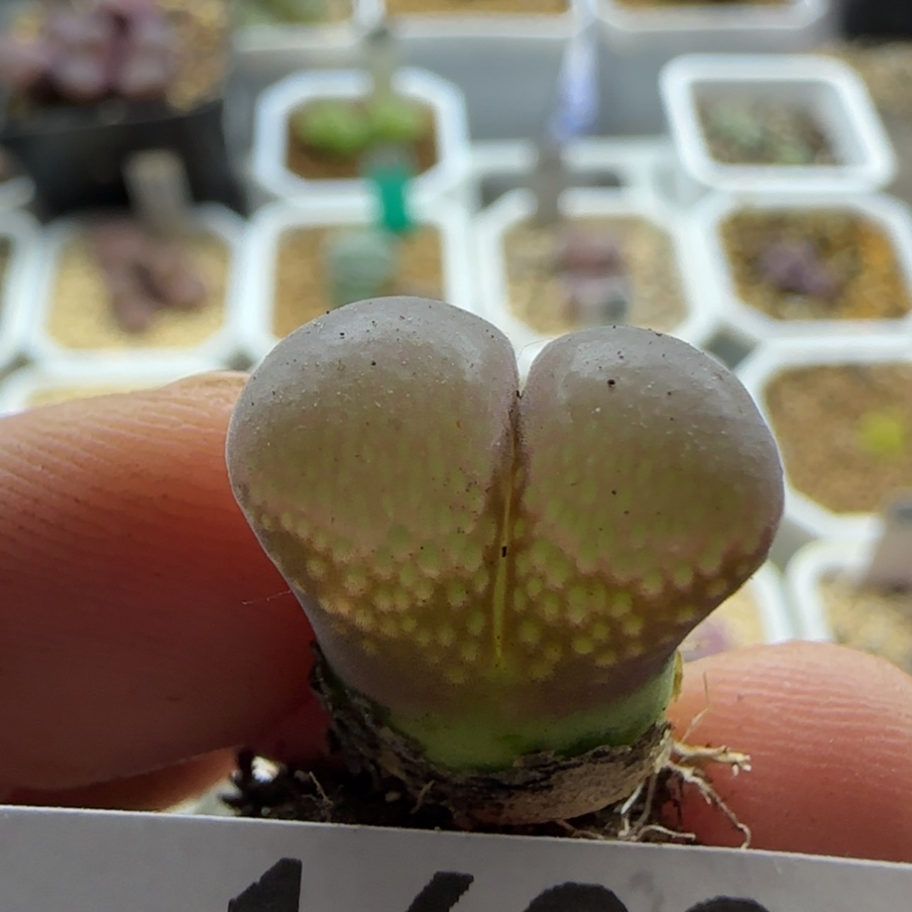 【闪购商品】16007     