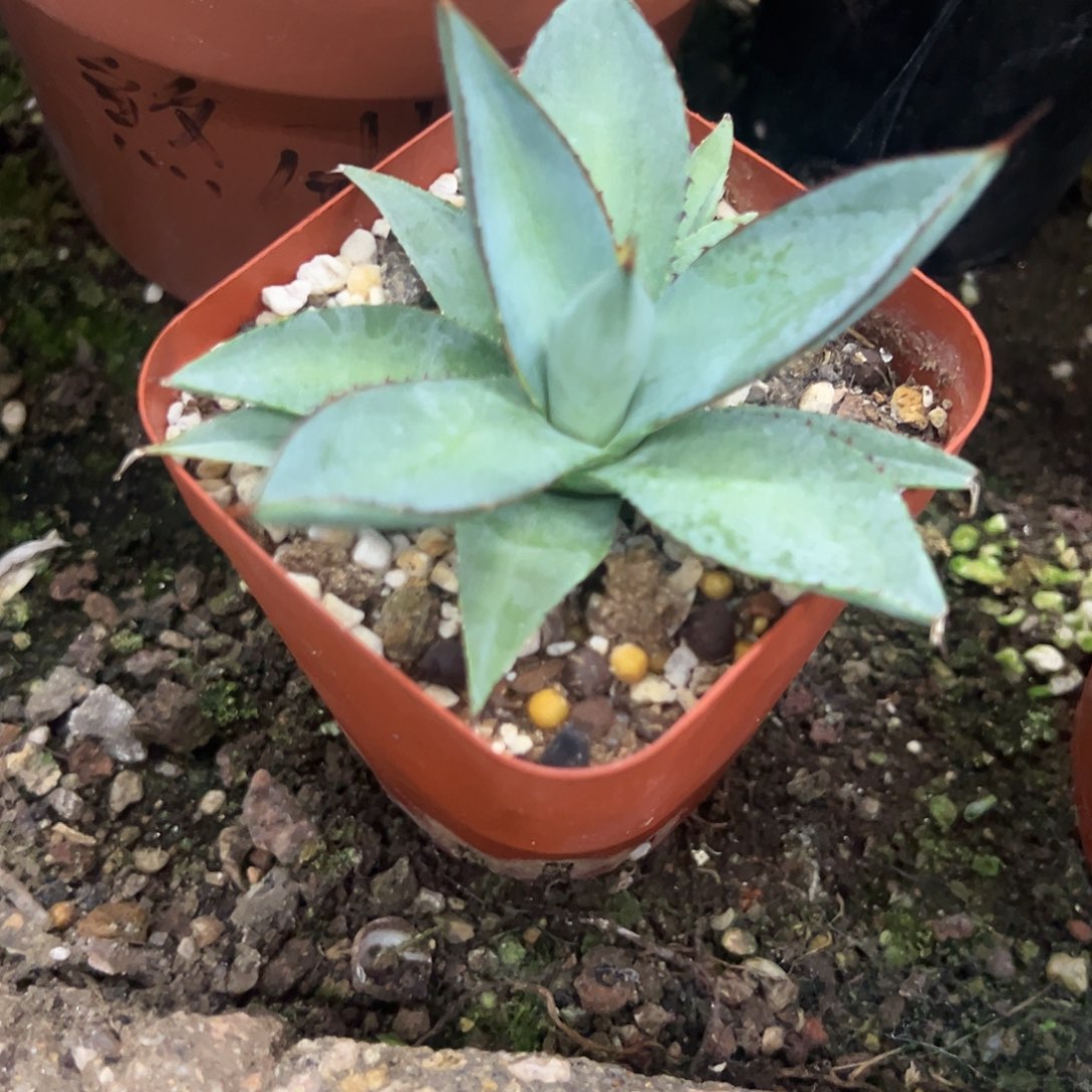 姬青莲龙舌兰植物