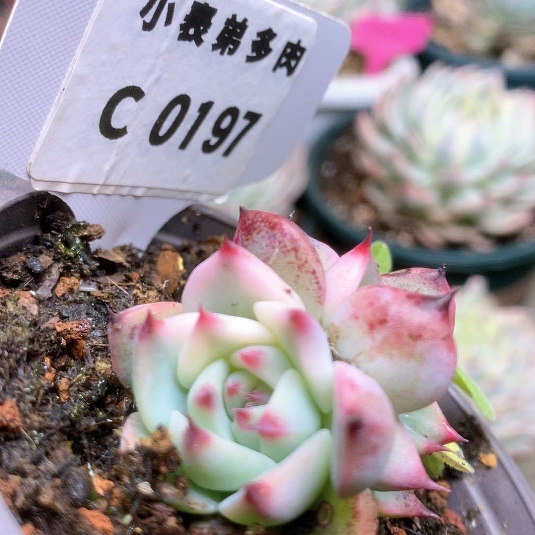 197锦锦锦锦锦锦锦