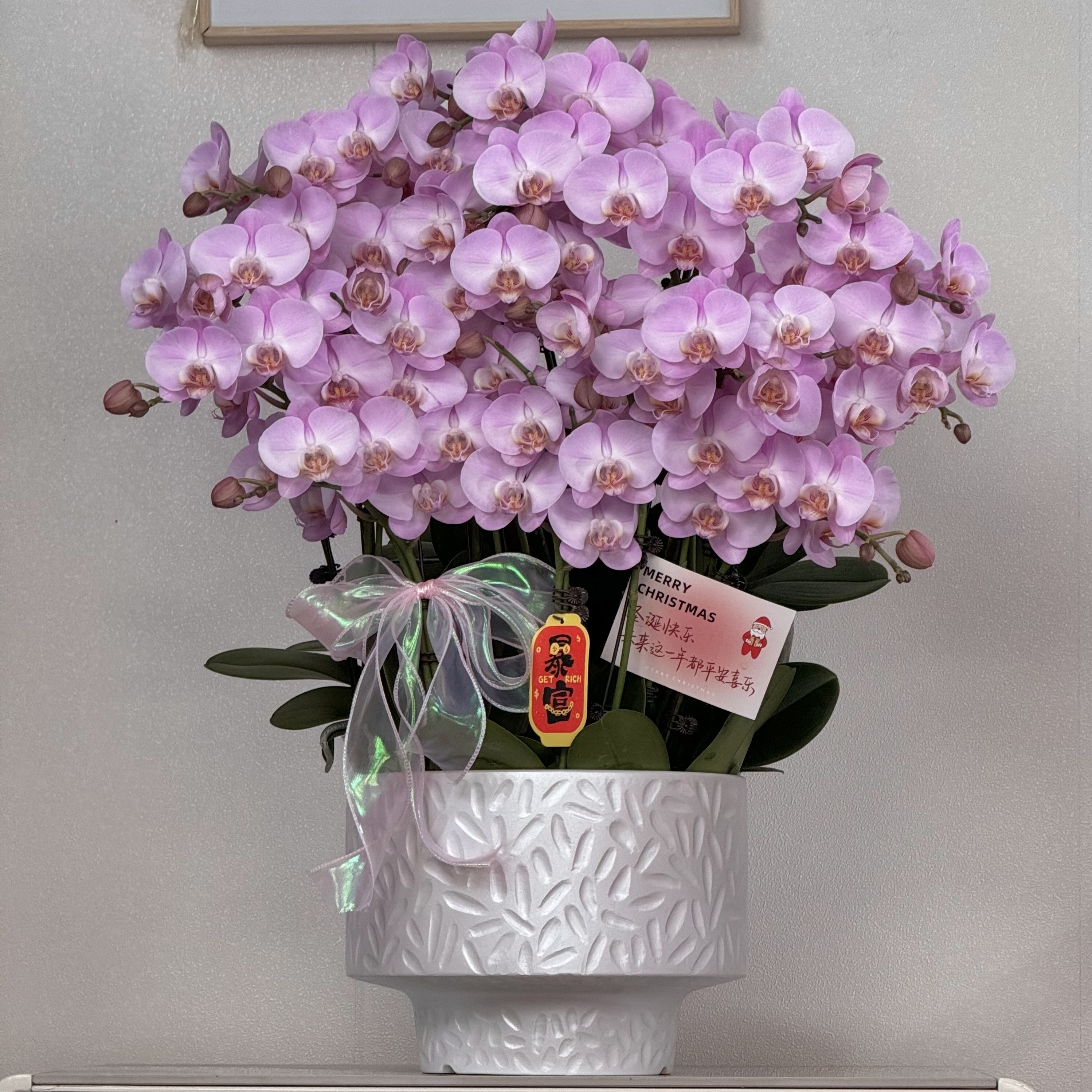 蝴蝶兰【天空之城】紫粉色室内观赏花卉高端渐变色带花苞基地直发