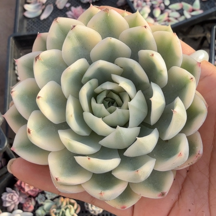 一颗的锦的锦月亮锦