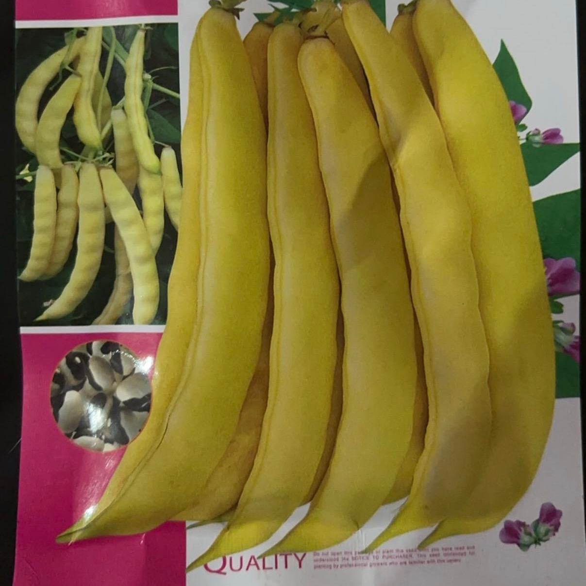 兔子翻白眼豆角籽