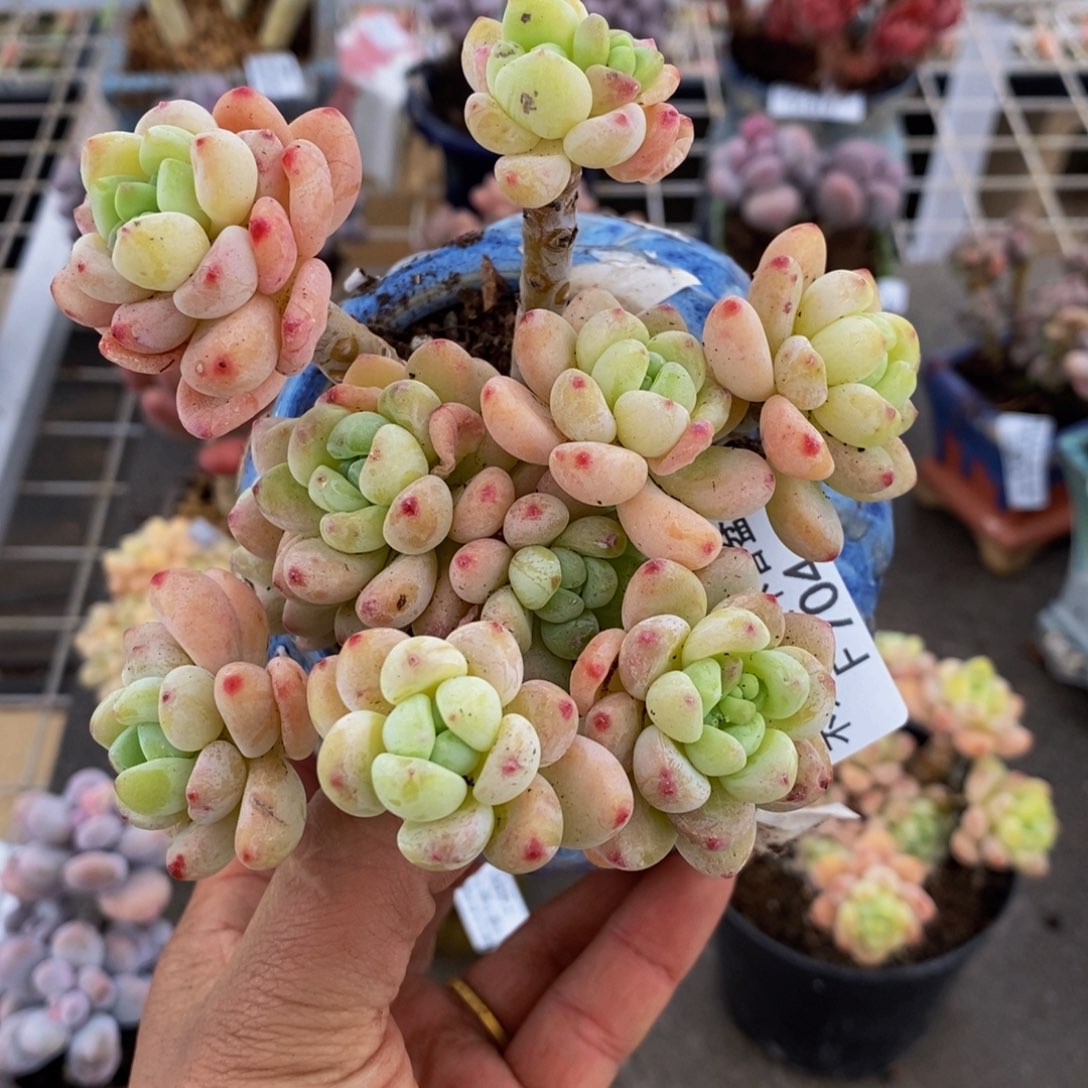 樱花罗琦704/10c m