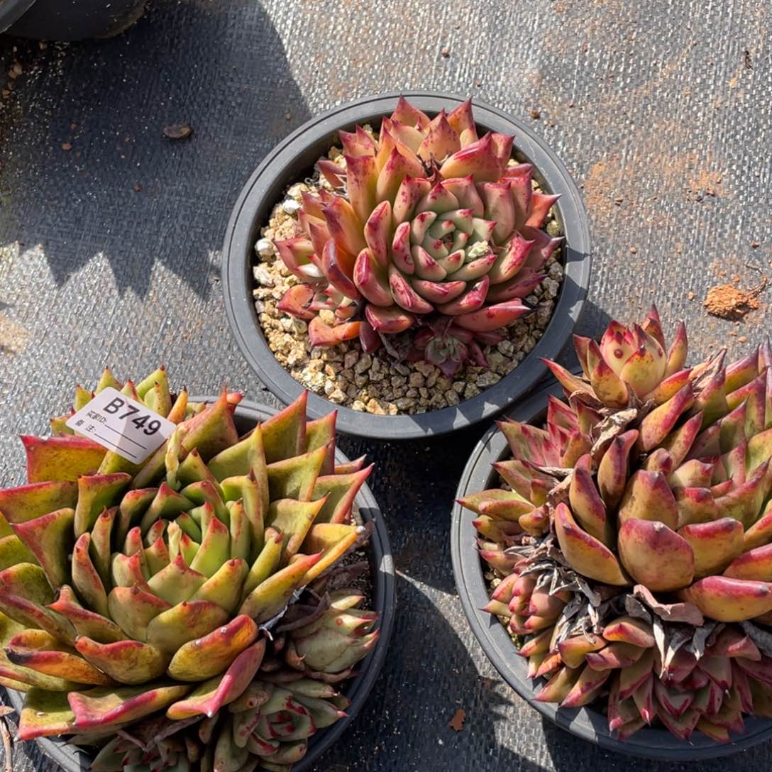 无花朵若如东云组拍B749