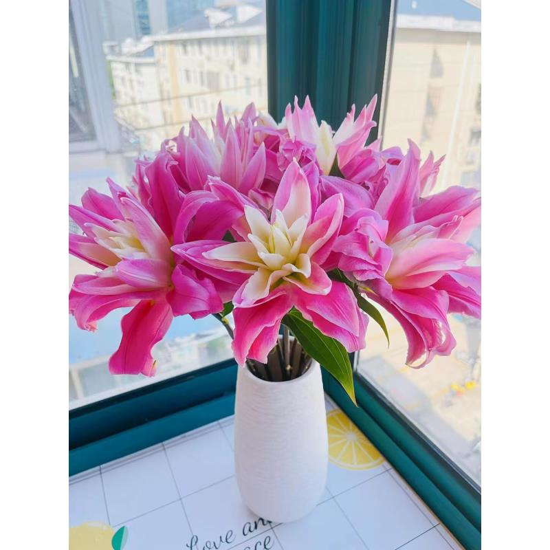 四季可种1颗《红丝带》22＋重瓣香水百合花球 可盆栽