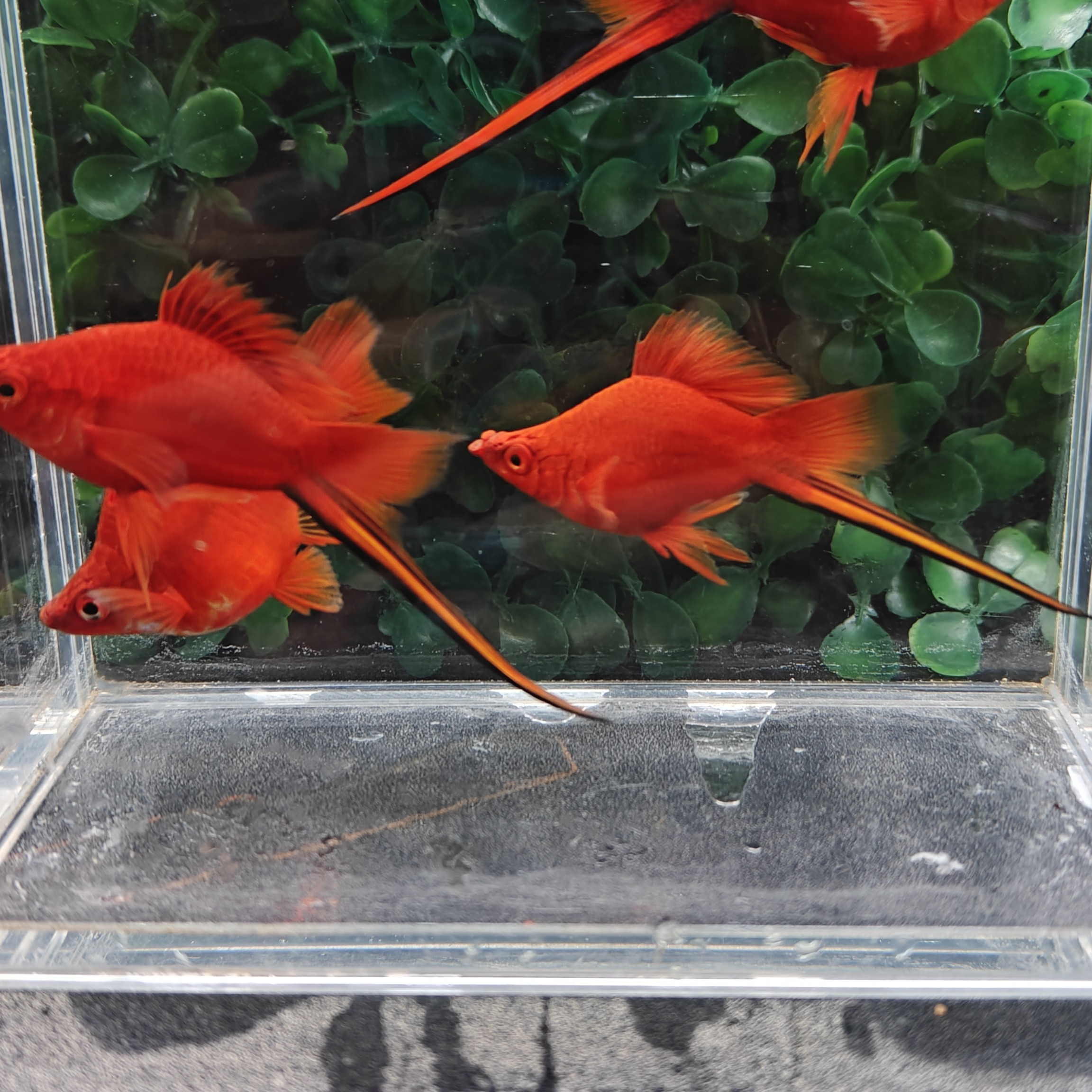 小型热带观赏鱼   特殊身形黑尾红箭球种鱼（入缸后不包损）