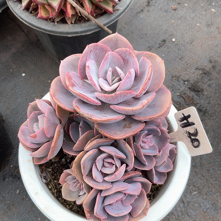 晨语多肉，一物一拍