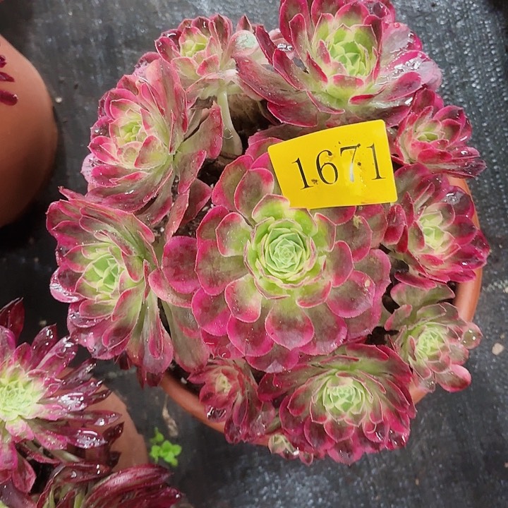 多肉植物玉子1671