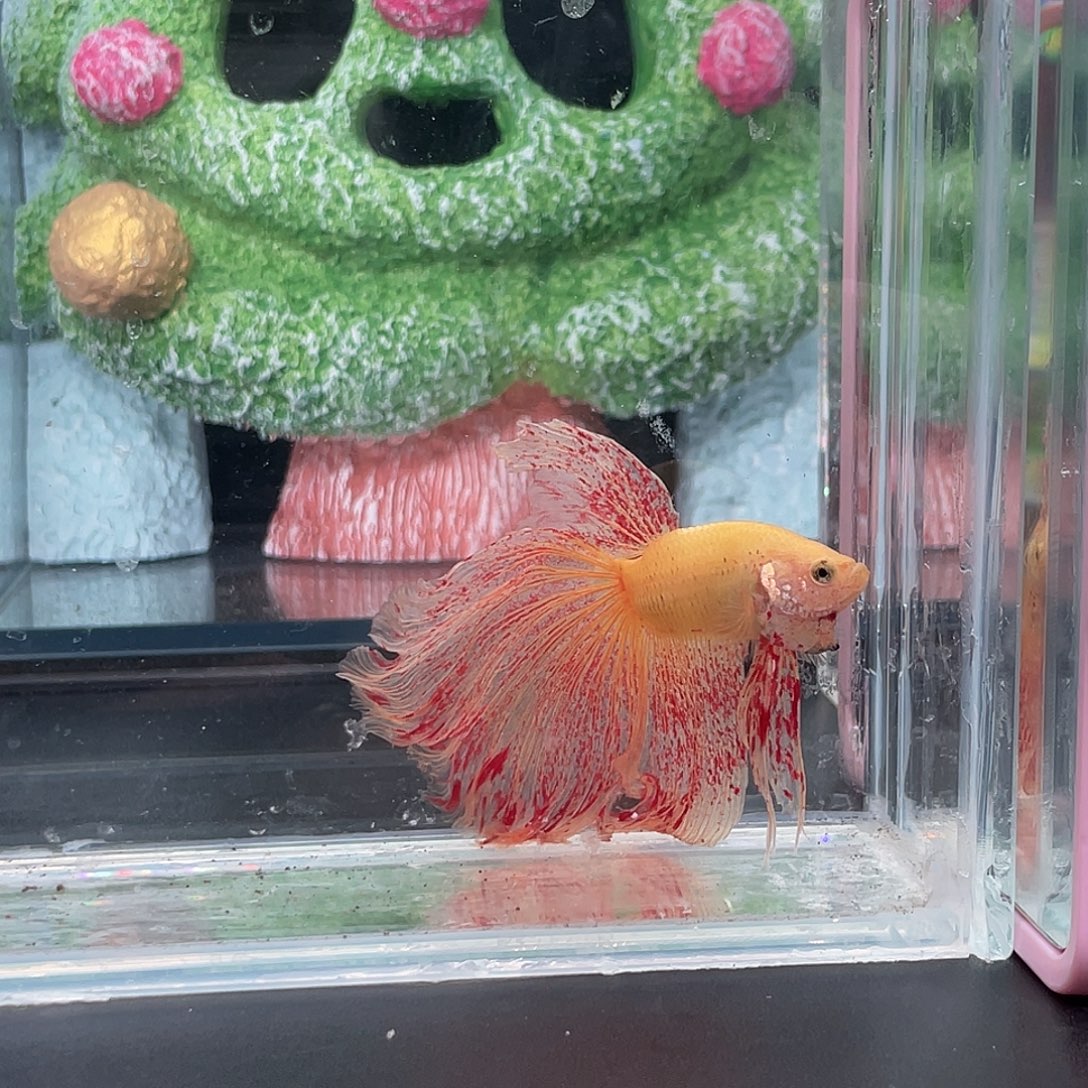 斗鱼vip巨斗万兰达半月