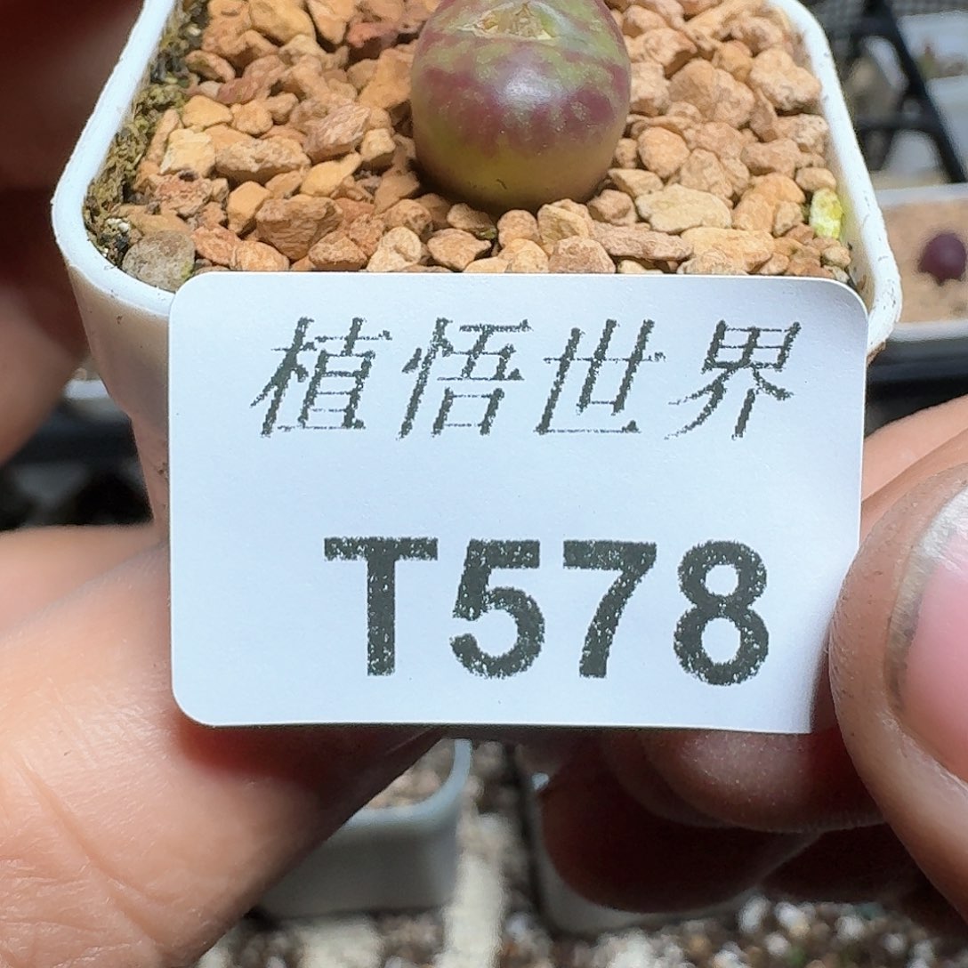 578盒多肉植物哇c g