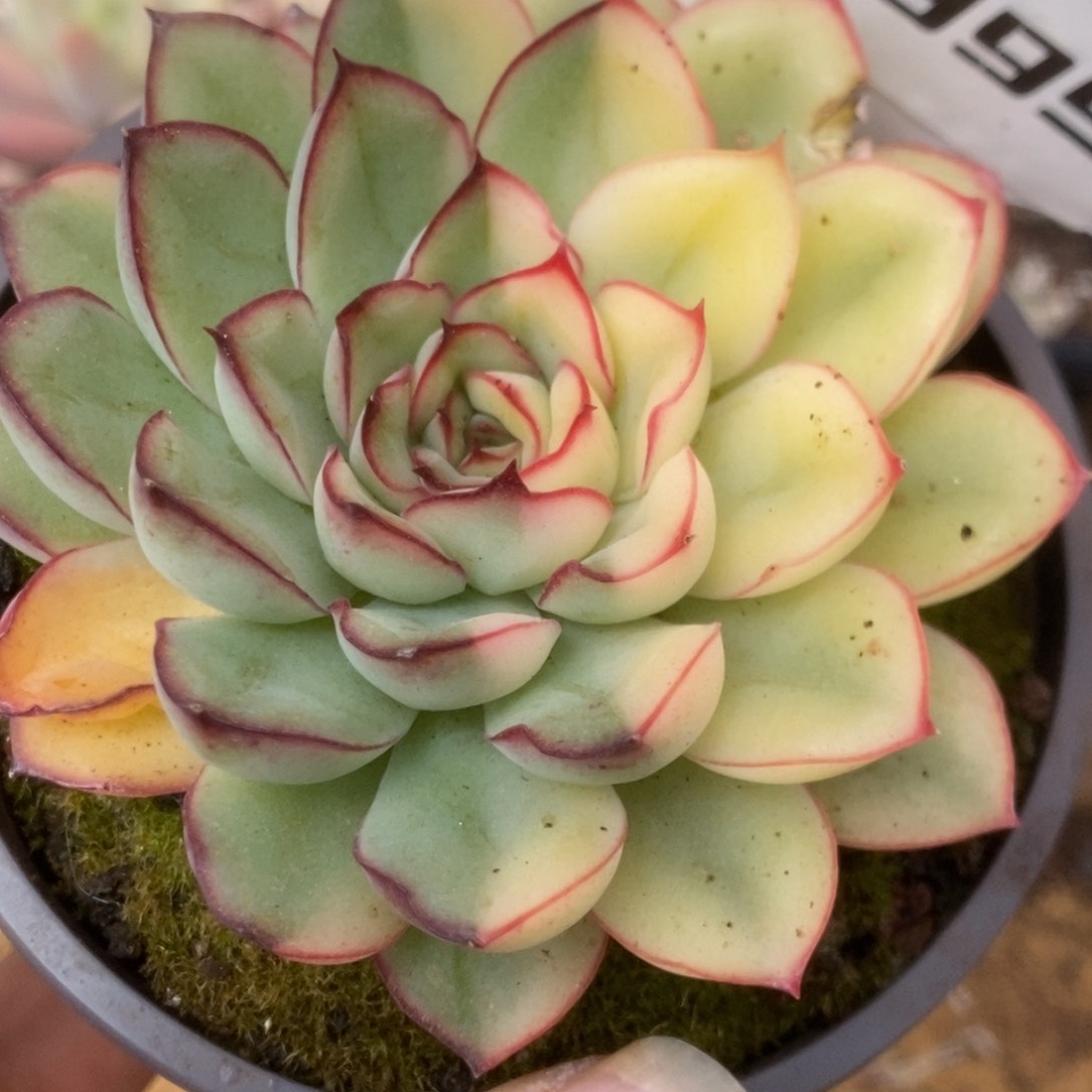 395白慈禧锦锦锦锦锦锦