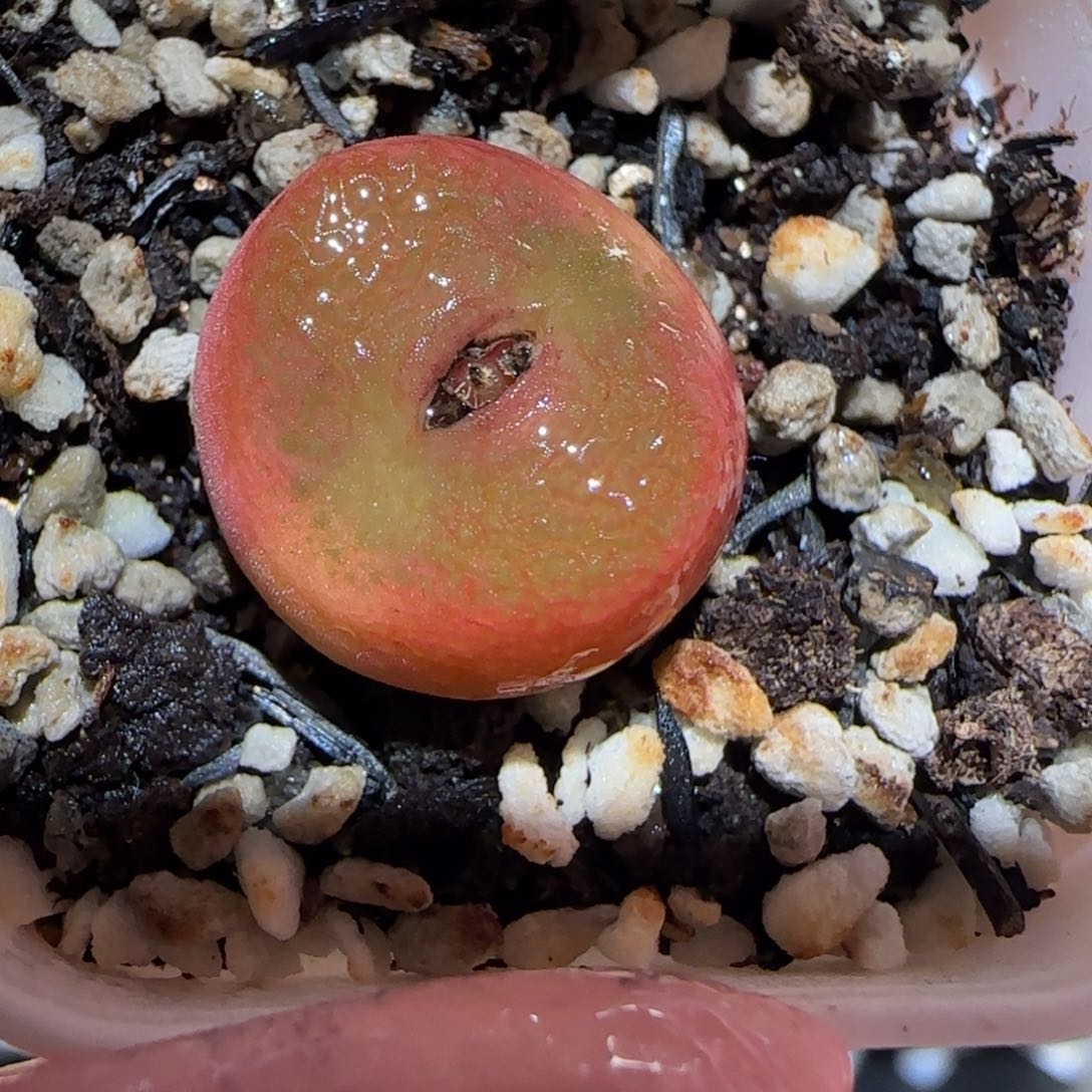 肉锥多肉植物百科-水蜜桃1094