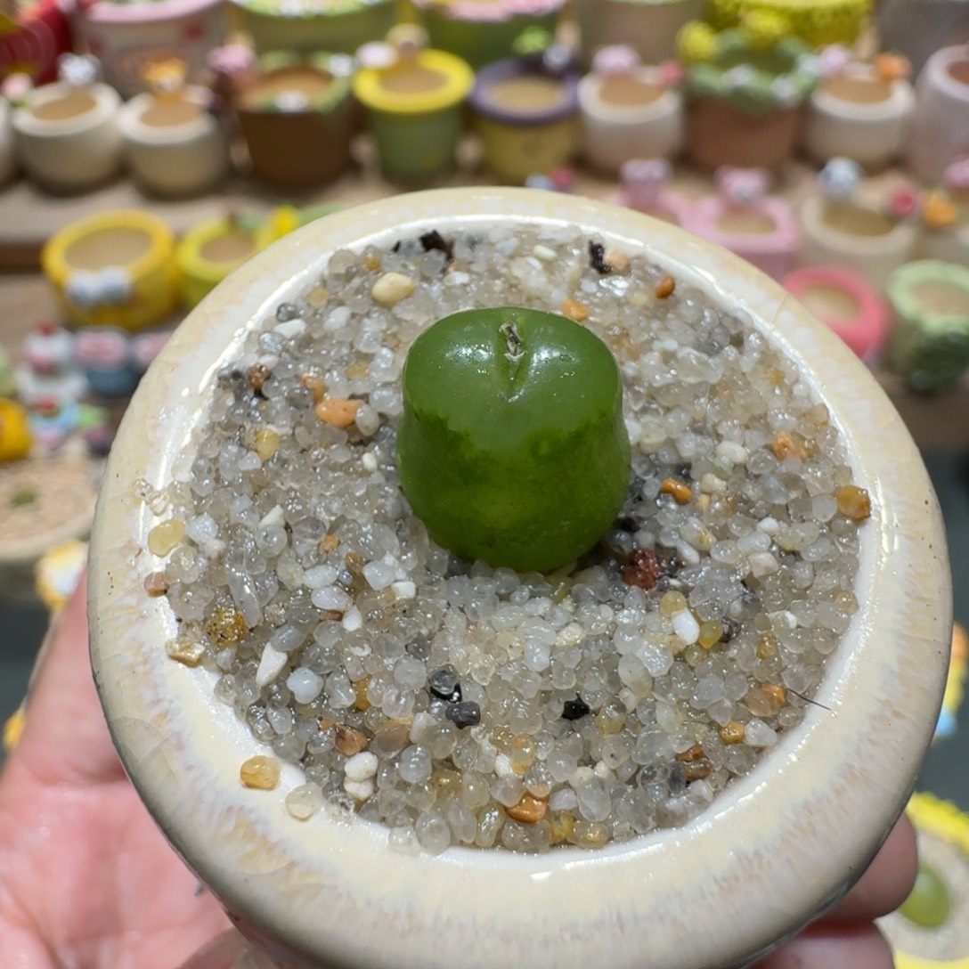 蘑菇1114雪茄多肉植物