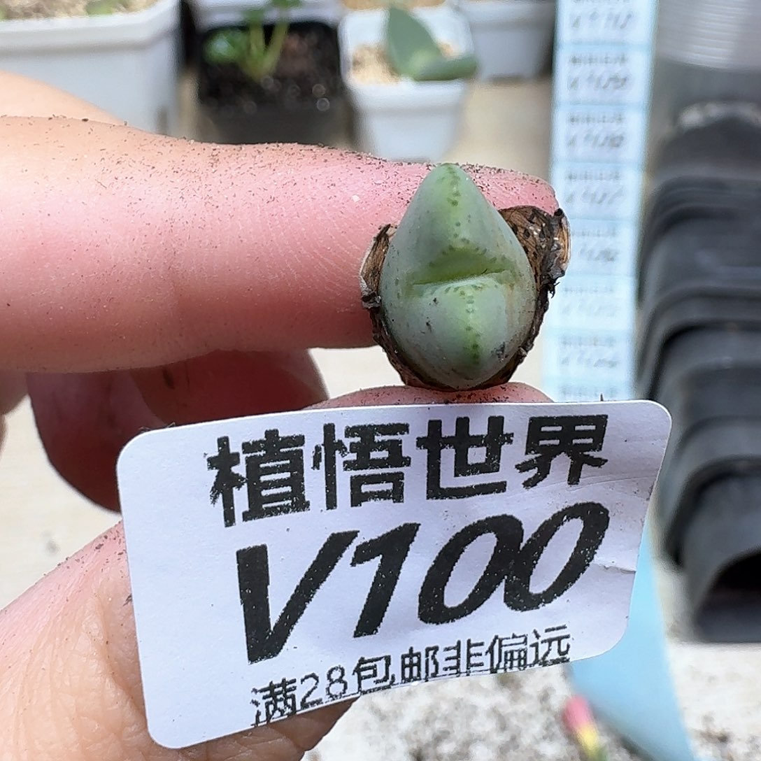 多肉植物的润泽dfgh