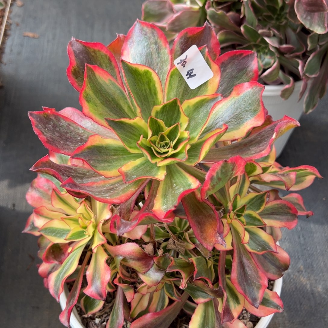 用***041魅影duorouxixixixi多肉