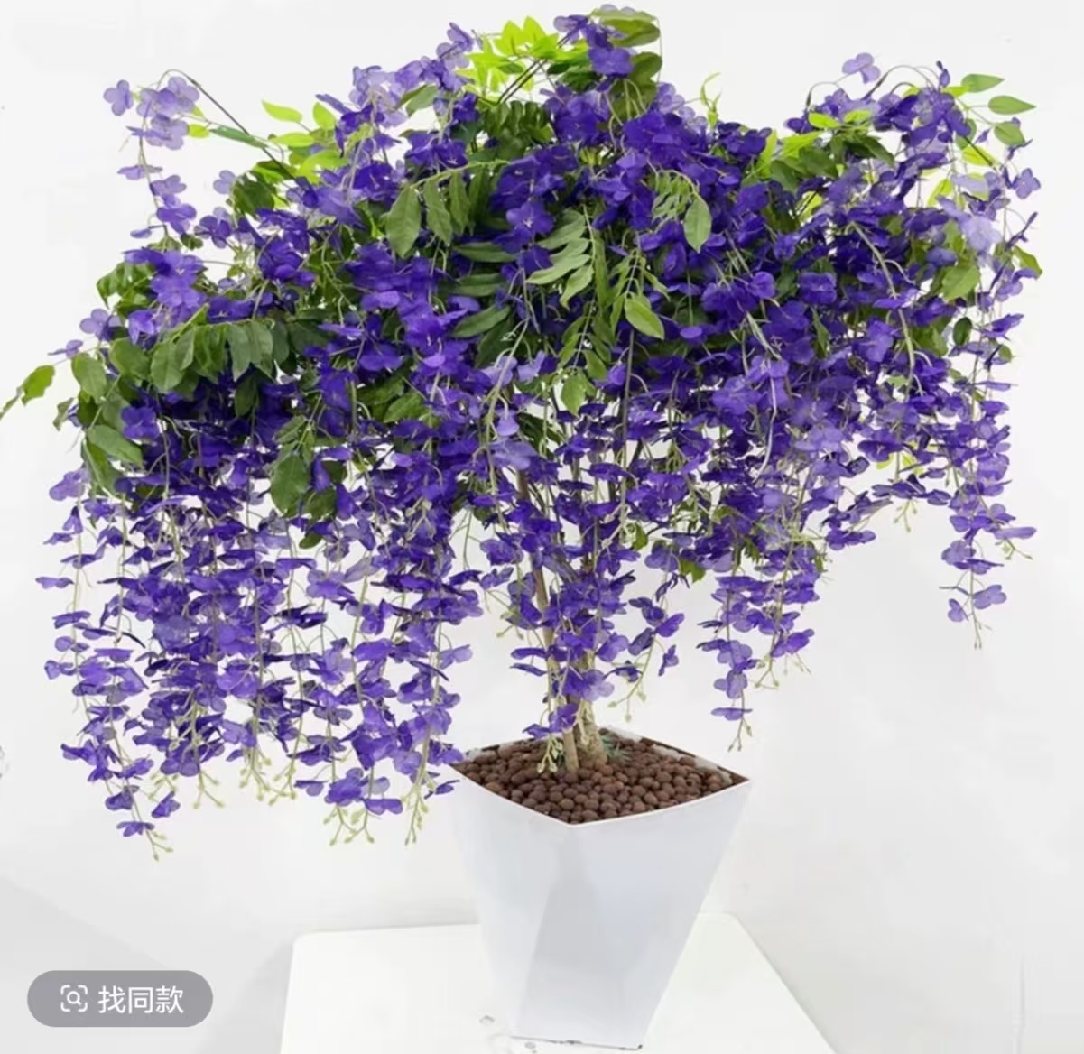 紫藤花苗多品种好成活可盆栽地栽爬藤植物